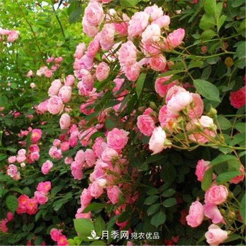 月季開花越來越少？教你一招，分枝多，花量翻倍，新手也會養(yǎng)(圖5)