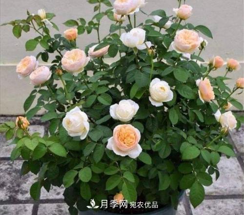 月季開花越來越少？教你一招，分枝多，花量翻倍，新手也會養(yǎng)(圖6)