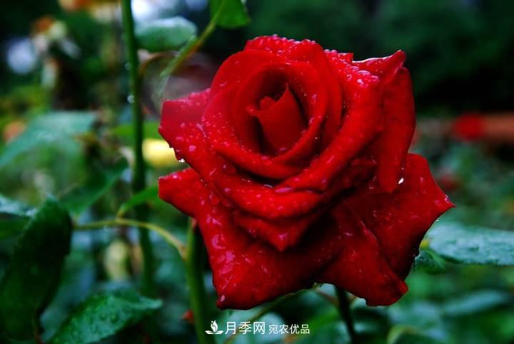 一年開(kāi)兩次花，月季花需要這樣養(yǎng)護(hù)管理(圖1)