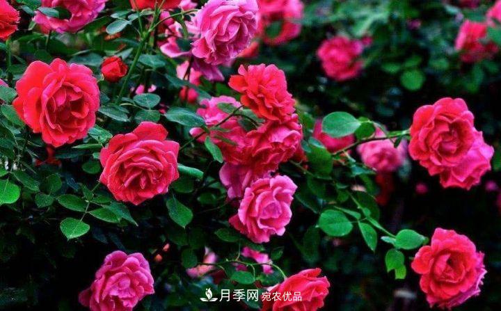 一年開(kāi)兩次花，月季花需要這樣養(yǎng)護(hù)管理(圖2)