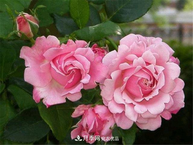 月季發(fā)燒友必知的國際10大名貴月季花，誰能養(yǎng)過超過5種(圖8)