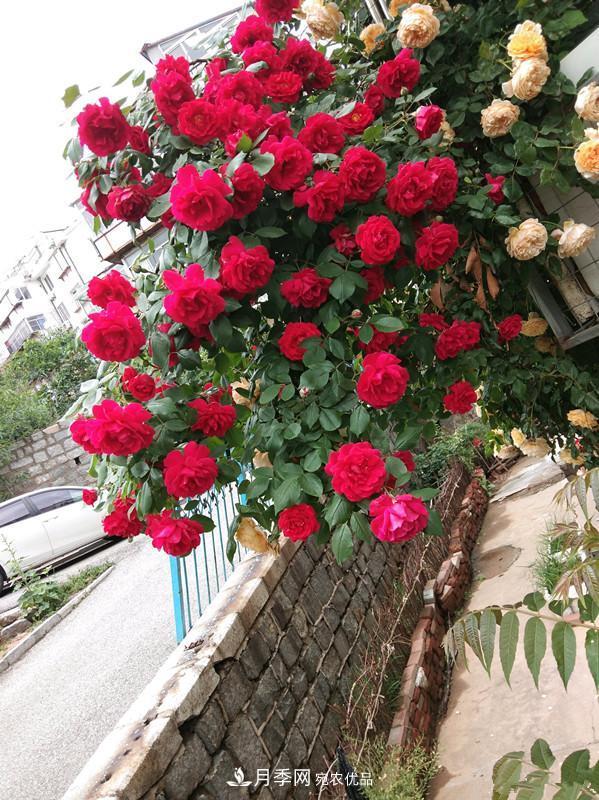 李子柒的紅色月季花墻，這個品種，好養(yǎng)易打理(圖5)