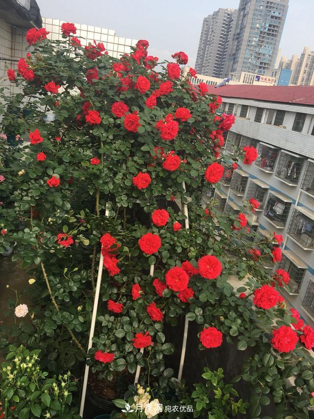 李子柒的紅色月季花墻，這個品種，好養(yǎng)易打理(圖6)