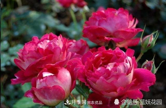 月季冬剪別著急，剪早了比不剪還要糟糕！(圖1)