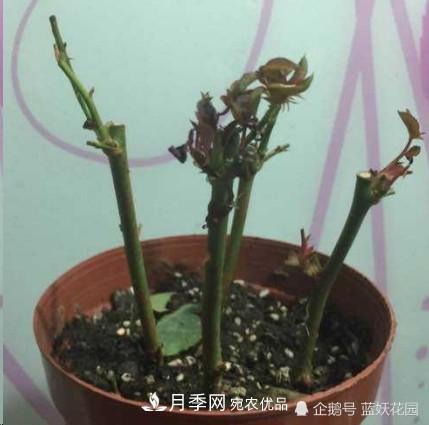 月季冬剪別著急，剪早了比不剪還要糟糕！(圖4)