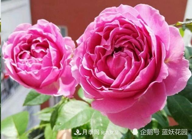 月季冬剪別著急，剪早了比不剪還要糟糕！(圖2)