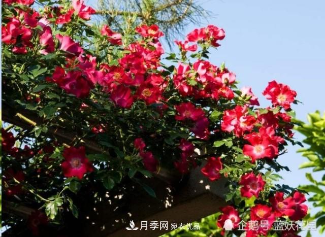 月季冬剪別著急，剪早了比不剪還要糟糕！(圖6)