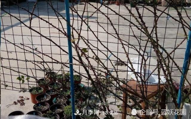 月季冬剪別著急，剪早了比不剪還要糟糕！(圖7)
