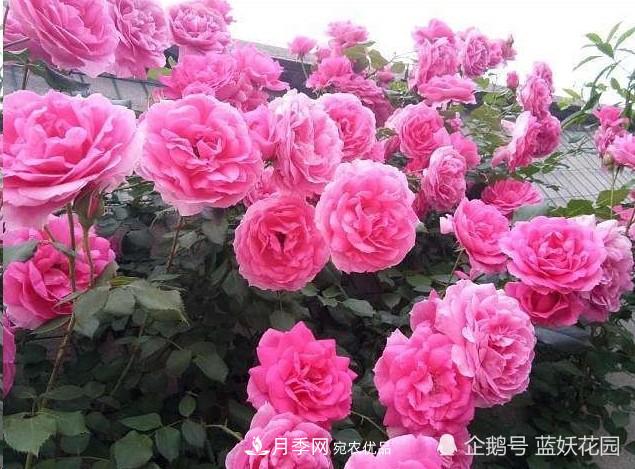 月季冬剪別著急，剪早了比不剪還要糟糕！(圖8)