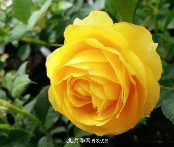 推薦8種月季美艷動人，色澤能比玫瑰(圖4)
