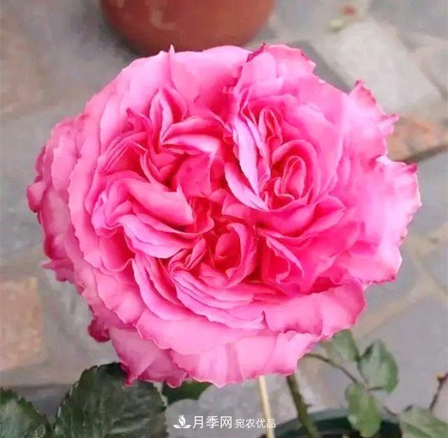 推薦8種月季美艷動人，色澤能比玫瑰(圖3)