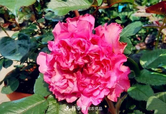 推薦8種月季美艷動人，色澤能比玫瑰(圖6)