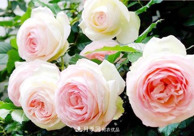 推薦8種月季美艷動人，色澤能比玫瑰(圖9)