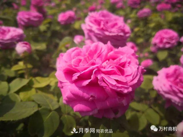 月季花好養(yǎng)活，但要花大花艷您得懂這些知識(shí)(圖1)