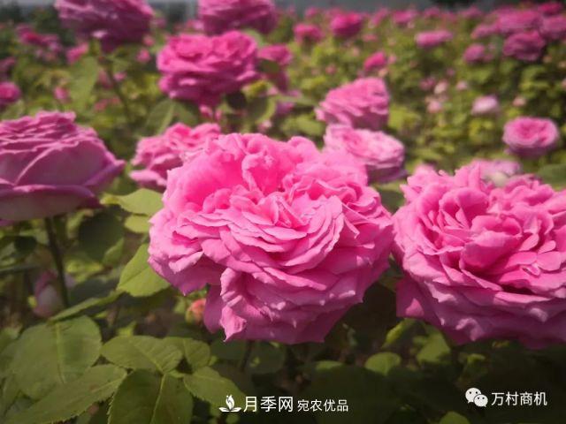 月季花好養(yǎng)活，但要花大花艷您得懂這些知識(shí)(圖3)