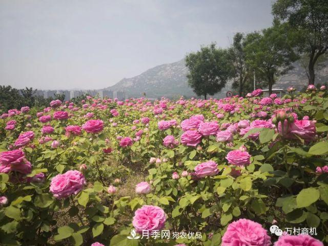 月季花好養(yǎng)活，但要花大花艷您得懂這些知識(shí)(圖2)