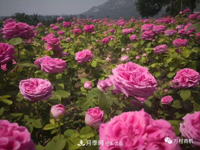 月季花好養(yǎng)活，但要花大花艷您得懂這些知識(shí)(圖4)