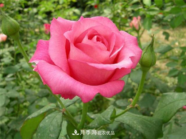 月季花除了觀賞，還有這些價值，但是知道的人很少(圖1)