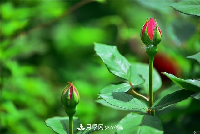 月季花除了觀賞，還有這些價值，但是知道的人很少(圖2)