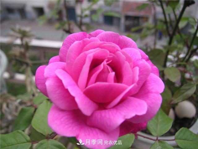 月季花除了觀賞，還有這些價值，但是知道的人很少(圖3)
