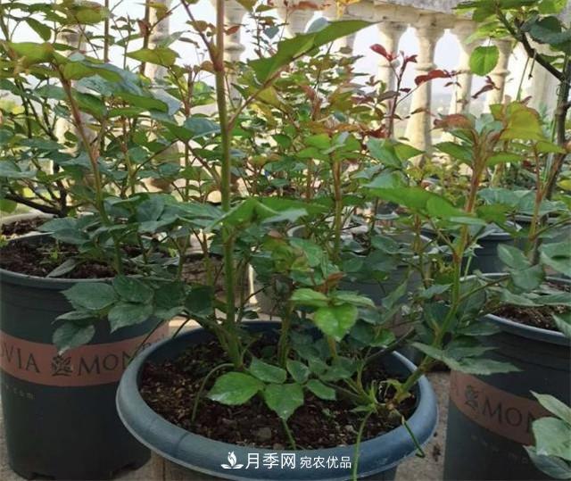 月季花除了觀賞，還有這些價值，但是知道的人很少(圖4)