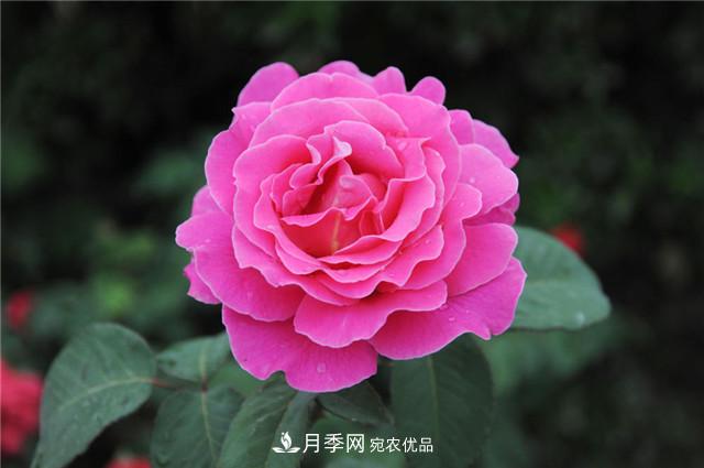 月季花除了觀賞，還有這些價值，但是知道的人很少(圖5)