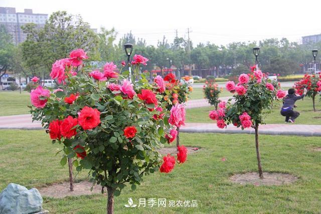 月季樹一年花開200多天，適應能力強，適合園林工程和庭院栽種(圖1)