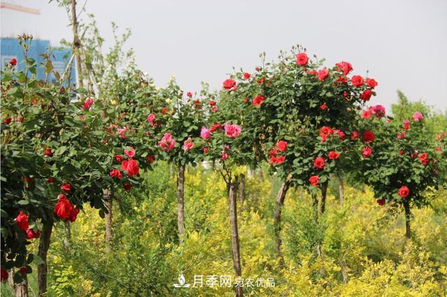陜西咸陽(yáng)兩寺渡公園百畝“月季樹”絢爛綻放惹人愛！(圖3)