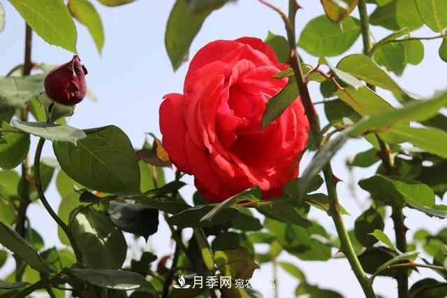 陜西咸陽(yáng)兩寺渡公園百畝“月季樹”絢爛綻放惹人愛！(圖2)