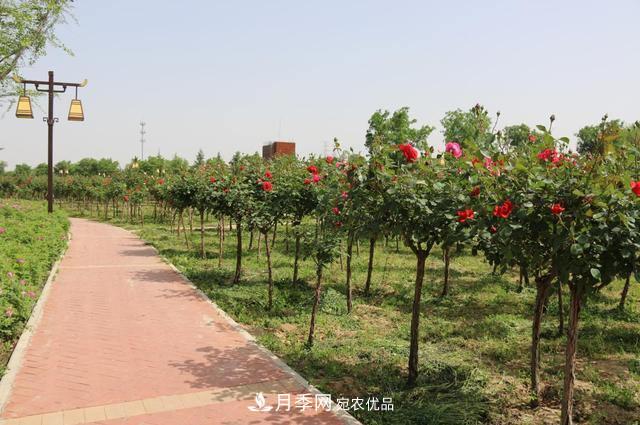 陜西咸陽(yáng)兩寺渡公園百畝“月季樹”絢爛綻放惹人愛！(圖1)