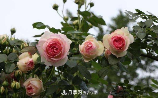 常見藤本月季優(yōu)缺點(diǎn)大比拼，月季花友看過來(lái)(圖1)