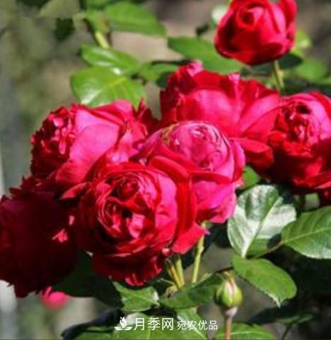 常見藤本月季優(yōu)缺點(diǎn)大比拼，月季花友看過來(lái)(圖2)