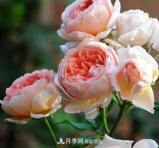 常見藤本月季優(yōu)缺點(diǎn)大比拼，月季花友看過來(lái)(圖4)