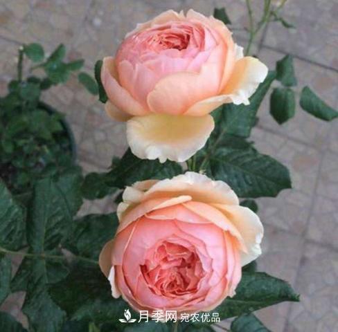 常見藤本月季優(yōu)缺點(diǎn)大比拼，月季花友看過來(lái)(圖5)