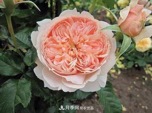 常見藤本月季優(yōu)缺點(diǎn)大比拼，月季花友看過來(lái)(圖6)