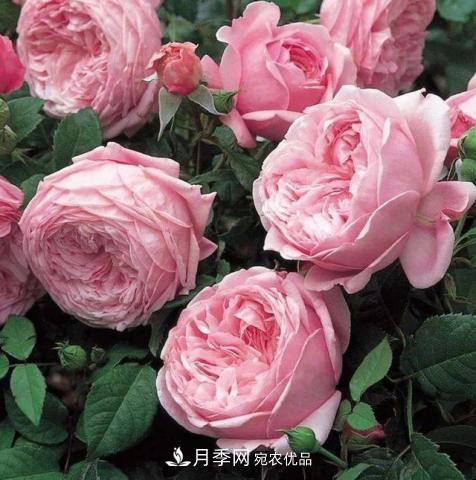 常見藤本月季優(yōu)缺點(diǎn)大比拼，月季花友看過來(lái)(圖9)