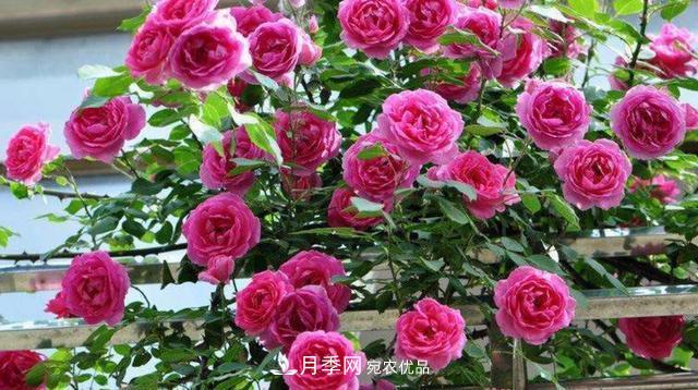 常見藤本月季優(yōu)缺點(diǎn)大比拼，月季花友看過來(lái)(圖7)
