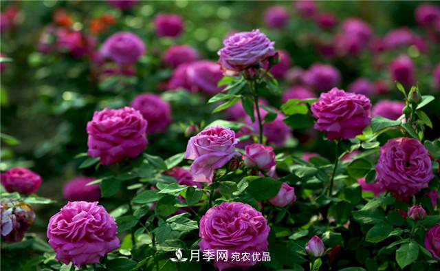 哪些月季花品種是花友必備的？(圖2)