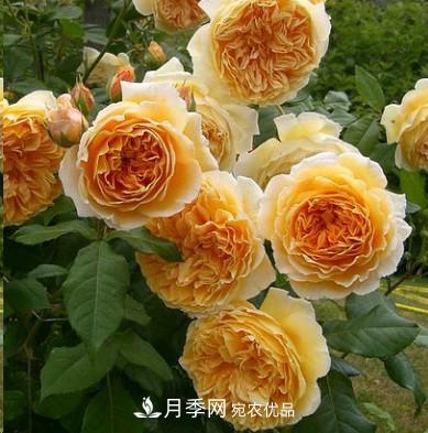盤點各國的灌木月季品種，哪些是不可錯過的經(jīng)典品種！(圖2)