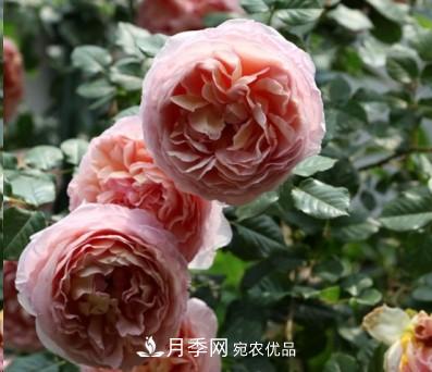 盤點各國的灌木月季品種，哪些是不可錯過的經(jīng)典品種！(圖1)