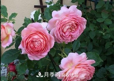 盤點各國的灌木月季品種，哪些是不可錯過的經(jīng)典品種！(圖4)