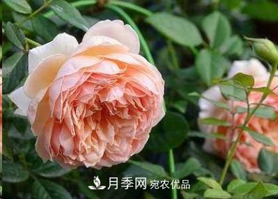盤點各國的灌木月季品種，哪些是不可錯過的經(jīng)典品種！(圖5)