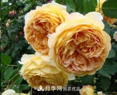 盤點各國的灌木月季品種，哪些是不可錯過的經(jīng)典品種！(圖3)