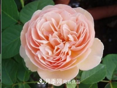 盤點各國的灌木月季品種，哪些是不可錯過的經(jīng)典品種！(圖7)