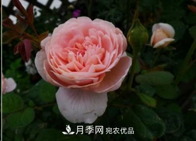 盤點各國的灌木月季品種，哪些是不可錯過的經(jīng)典品種！(圖9)
