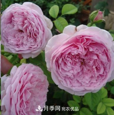 盤點各國的灌木月季品種，哪些是不可錯過的經(jīng)典品種！(圖8)