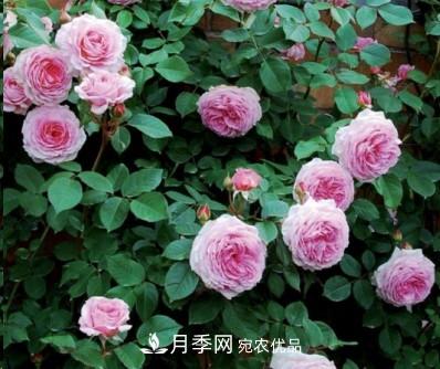 盤點各國的灌木月季品種，哪些是不可錯過的經(jīng)典品種！(圖10)