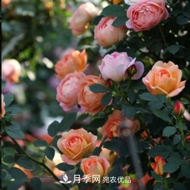 盤點各國的灌木月季品種，哪些是不可錯過的經(jīng)典品種！(圖11)