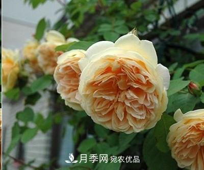 盤點各國的灌木月季品種，哪些是不可錯過的經(jīng)典品種！(圖12)