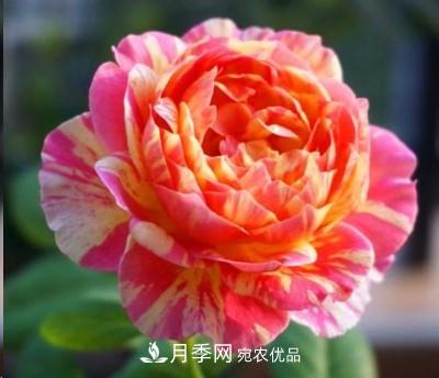 盤點各國的灌木月季品種，哪些是不可錯過的經(jīng)典品種！(圖15)